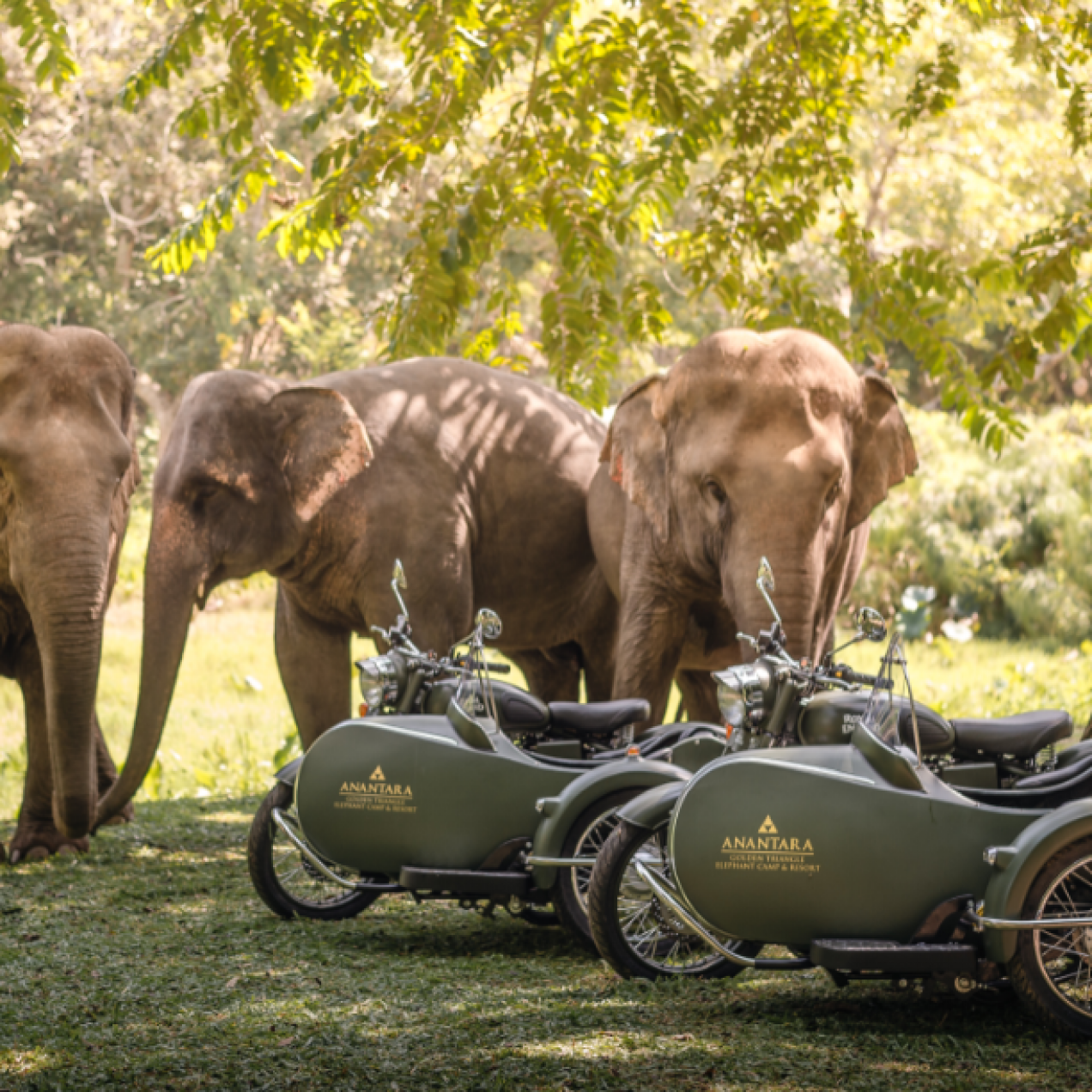 Traversez la jungle du nord de la Thaïlande en sidecars avec Anantara Golden Triangle Elephant Camp & Resort